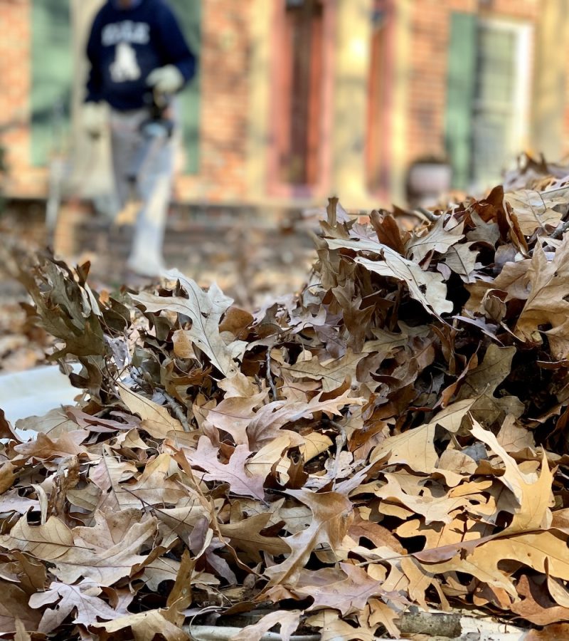 leaf-up-about2